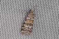 Dioryctria sylvestrella