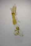 Dioryctria sylvestrella