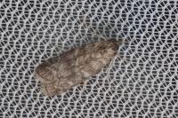 Dioryctria simplicella