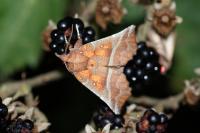 Scoliopteryx libatrix