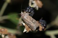 Xestia xanthographa