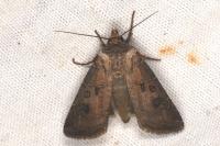 Agrotis clavis clavis
