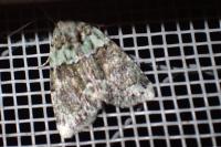 Cryphia algae