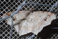 Macaria alternata