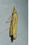 Agriphila tristella