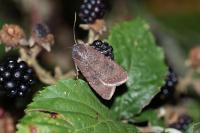 Agrotis trux
