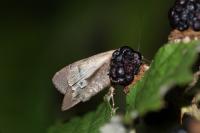 Agrotis trux