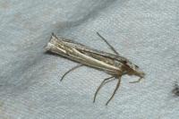 Ancylolomia tentaculella