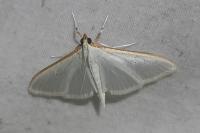 Palpita vitrealis