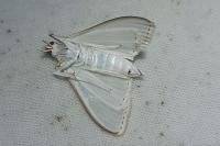 Palpita vitrealis