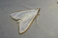 Palpita vitrealis