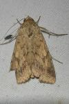 Helicoverpa armigera