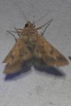 Helicoverpa armigera