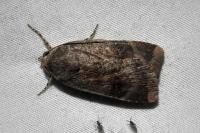 Noctua janthe