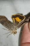 Noctua janthe
