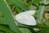 Bena bicolorana