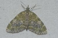 Acasis viretata
