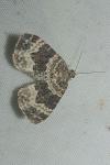 Epirrhoe alternata