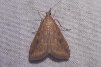 Udea ferrugalis