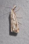 Catoptria falsella