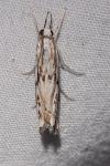 Catoptria falsella