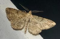 Peribatodes rhomboidaria rhomboidaria