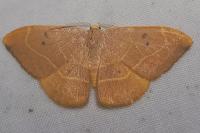 Watsonalla binaria