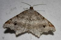 Macaria alternata