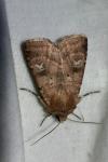 Diarsia rubi