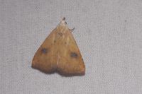 Rivula sericealis