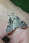 Agrotis puta