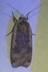 Noctua pronuba