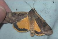 Noctua pronuba