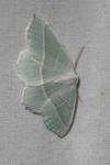 Campaea margaritaria