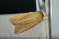 Mythimna pallens