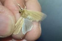 Mythimna pallens