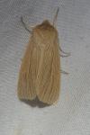 Mythimna pallens