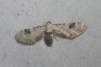 Eupithecia centaureata