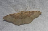 Idaea degeneraria