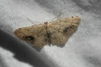 Idaea dimidiata