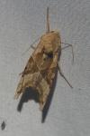 Phlogophora meticulosa