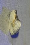 Cilix glaucata