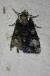 Craniophora ligustri