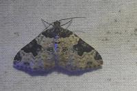 Xanthorhoe fluctuata