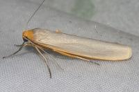 Eilema caniola