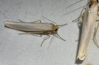 Eilema caniola