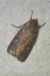 Xestia xanthographa
