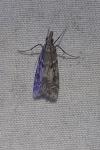Eudonia angustea
