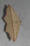 Timandra comae