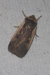 Ochropleura plecta